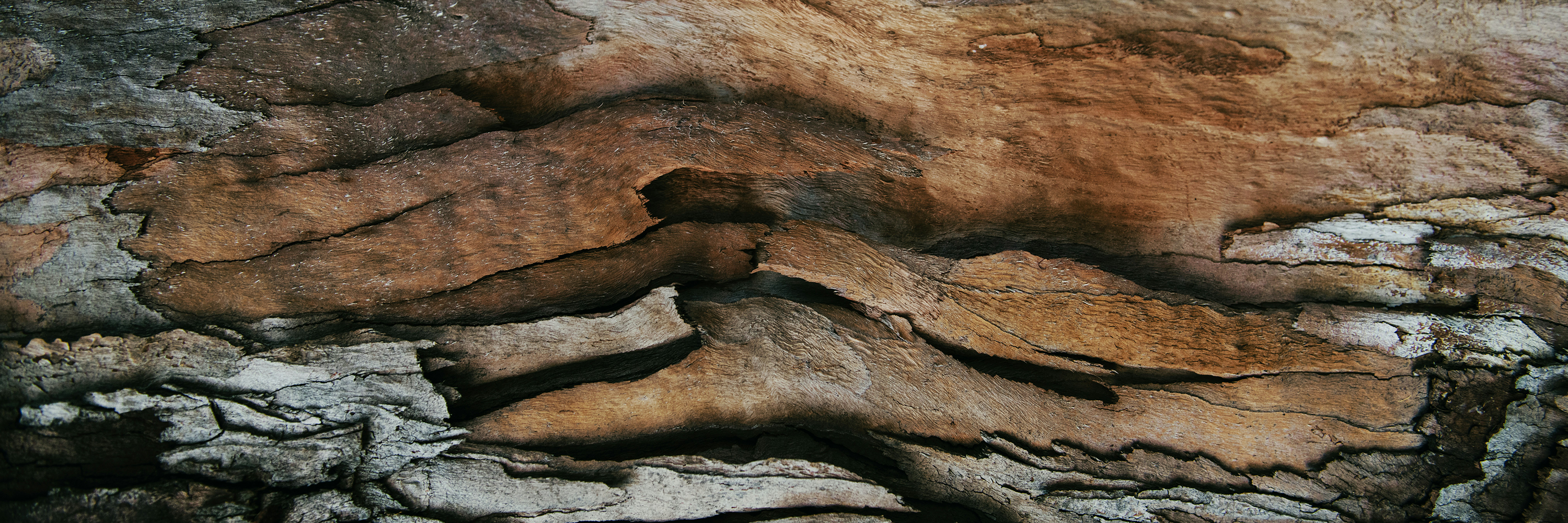 The Sandalwood, Cedar, Amber Lovers